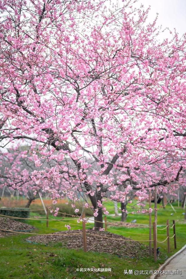 今天开园,东湖樱花园最新实拍!