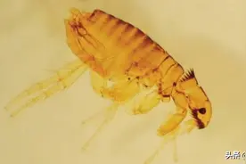 跳蚤减少是在八十年代，洗衣服普及也是在八十年代，二者有关吗？图片