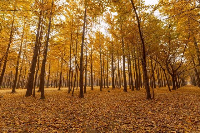 11月，去赏银杏吧！8个高颜值赏秋地，速来拍美照，挑一个就出发