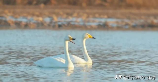 【文旅医养】封神！冬天去卢氏，就按这个节奏玩！
