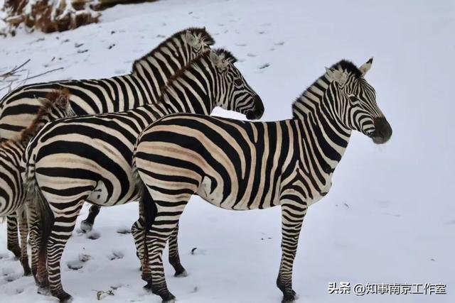 一场大雪，南京暴增20多个“5A景区” ！