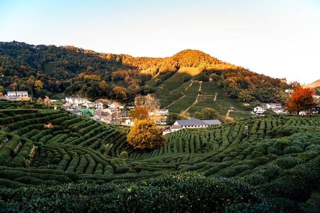 杭州的秋天都藏在这5家民宿里！桂花、银杏、红枫，美成童话！