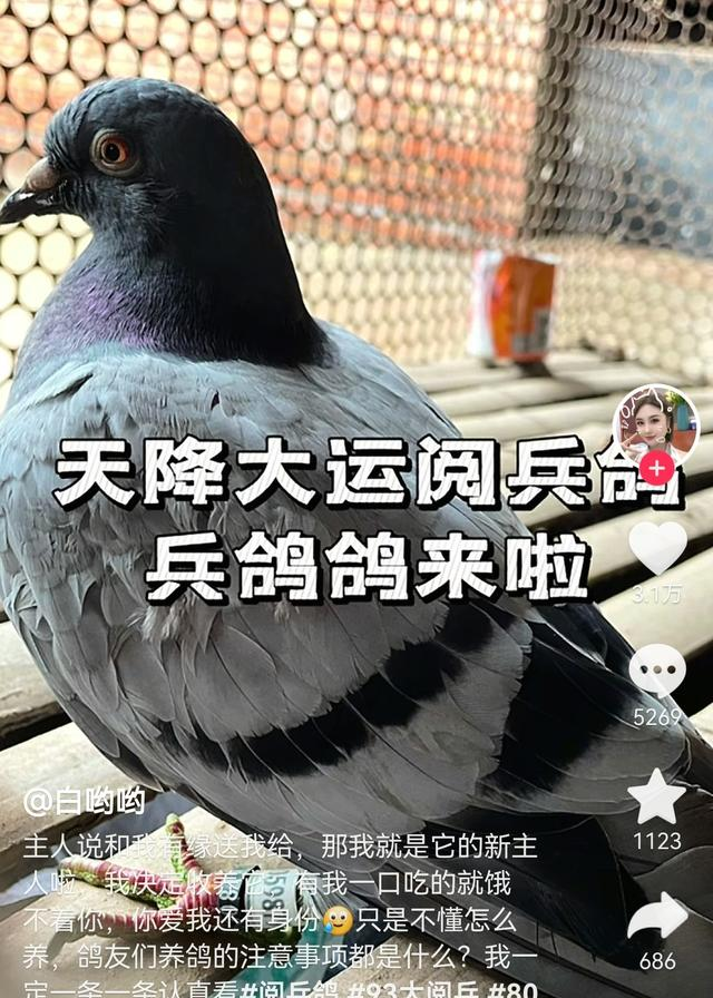 河南网友称捡到阅兵鸽，放飞后迟迟不走，主人回应：缘分，送你吧