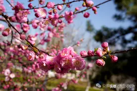 春日来信，万物复苏图片