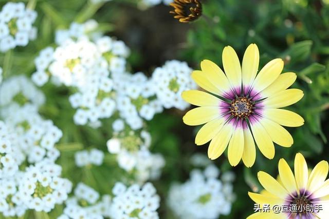 用佳能微距镜头拍出精美“花卉微距写真”的秘诀!