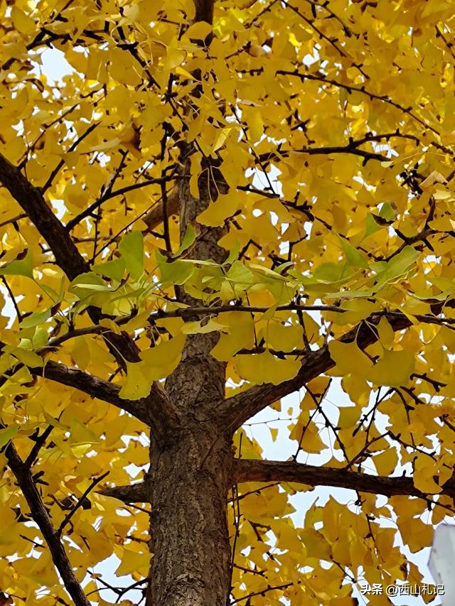 五线小城里的银杏大道,美翻全网的深秋景色原来在这里