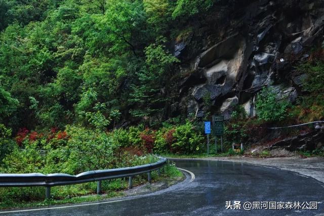 美如仙境!邀您共赏雨中的黑河国家森林公园~