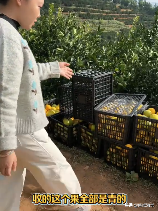 收冰糖橙被骗后续：坑人代办身份被扒，正面照曝光，官方通报来了