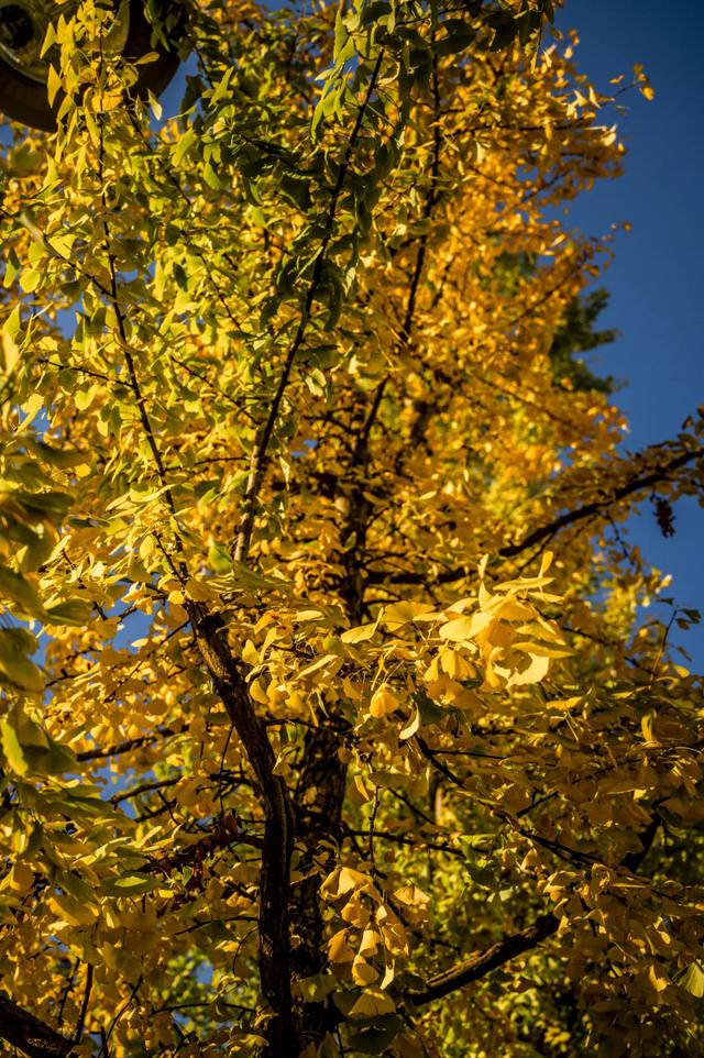 邵阳人藏不住的秋冬快乐!这些“金色浪漫”,@所有人来约!