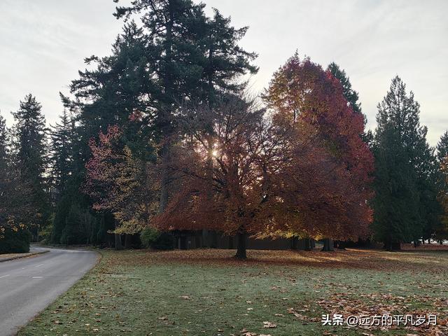 温哥华游记（四）