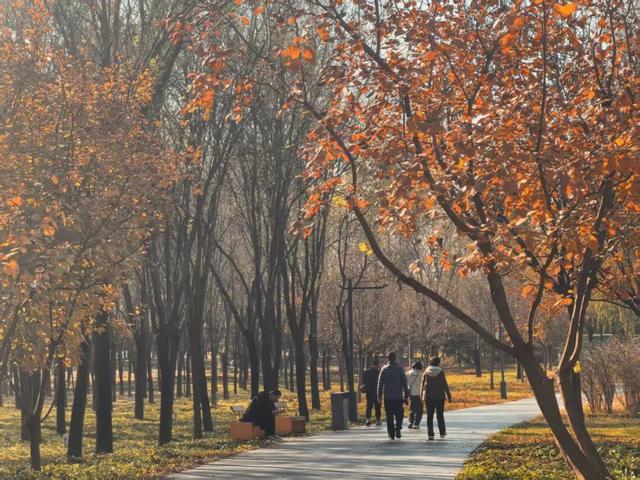 发现丰台之美 | 满目鎏金，层林尽染！南森美如画——