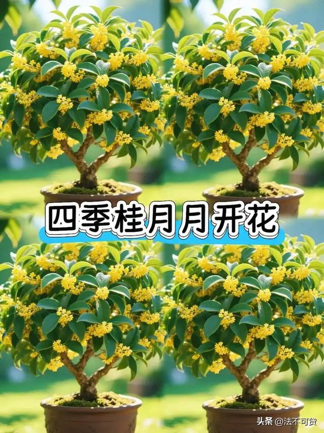 房子前面为什么不能种桂花树？房子前面有桂花树的，要了解一下！