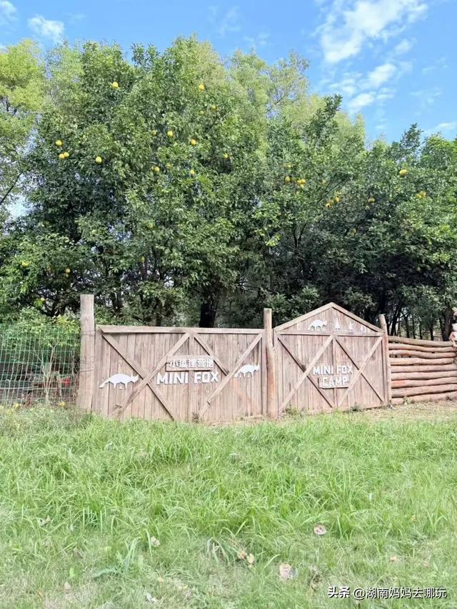 冬日遛娃就去长沙“济州岛”！水杉染红，芦苇摇浪，0元解锁 “橘子海” 日落