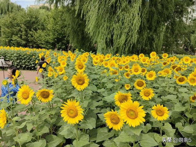 夏季葵花盛开！