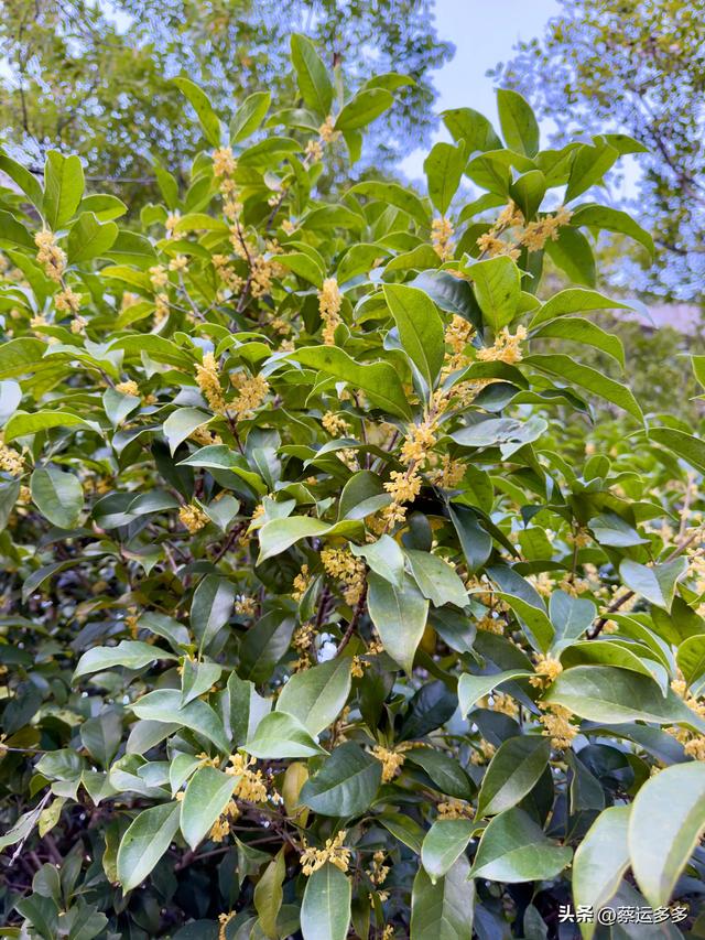 重阳节，上海赏秋之美