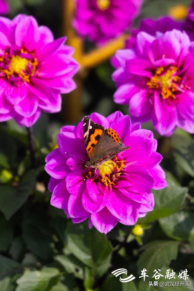 这个秋天，来武汉经开区共赴一场菊花之约