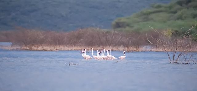 春节旅行卷向非洲！9天假期去肯尼亚看动物，成体验派游客新宠