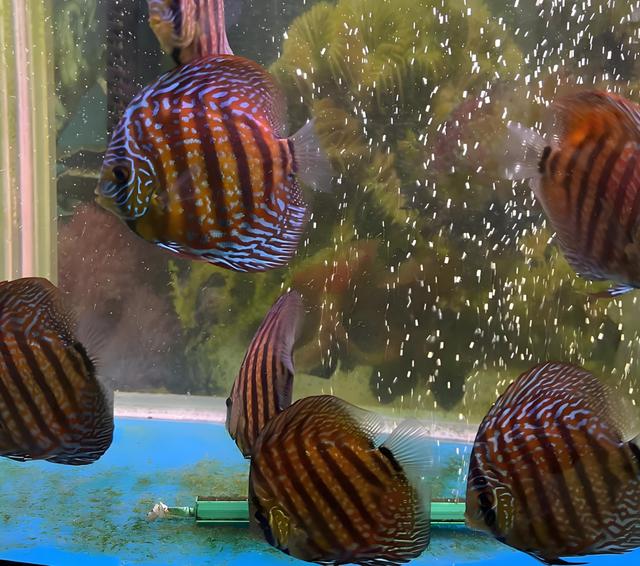 养鱼老司机私藏！手把手教你给七彩神仙鱼找“好室友”