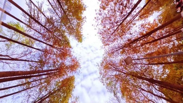 格桑花、紫花风铃木、雪白油茶花……肇庆这里太美了！