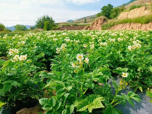 洋芋开花赛牡丹