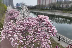 建议收藏！玉兰花正开，为您推荐8个观赏点图片