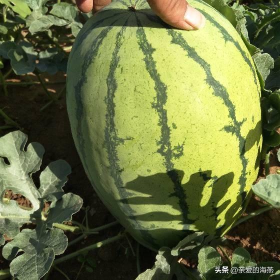 全国哪的“西瓜”最好吃？经过评选这八个地方上榜，有你家乡吗？