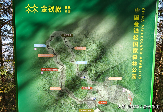 杭州自驾1小时，有个“秋日天花板”，满目金钱松，犹如童话世界