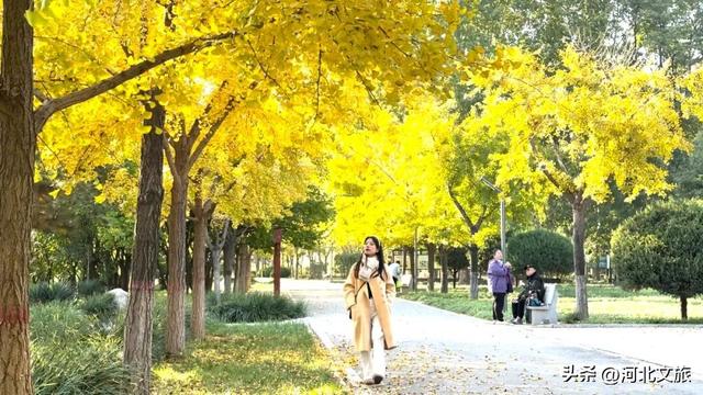秋日，不去一趟石家庄植物园，会留遗憾