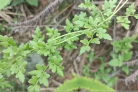 老人口中的“排石草”，在山坡上就有，认识它结石不敢找，认识下图片