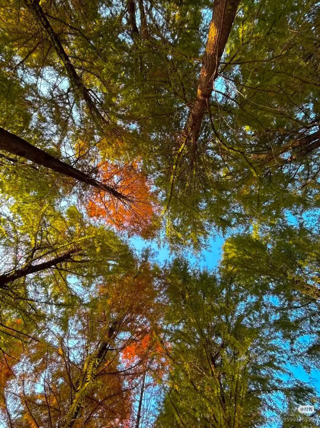 叶落临沂，步步皆是诗意画卷