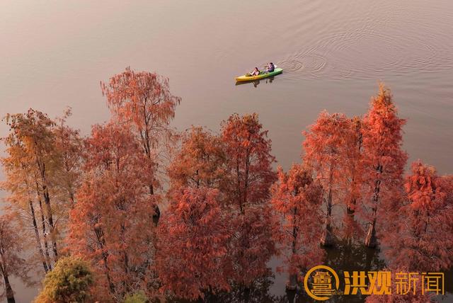 南昌水杉秘境，绝美！