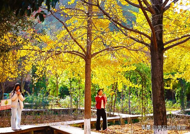 限时绝美！黄石街头进入颜值巅峰