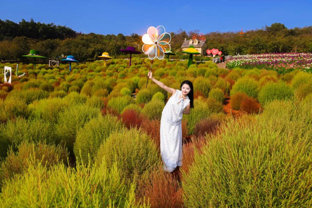 15万株绽放醉美菊花展，成都又美爆了！