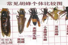 夫妻双双去世，警方介入！“飞”来横祸当前高发！图片