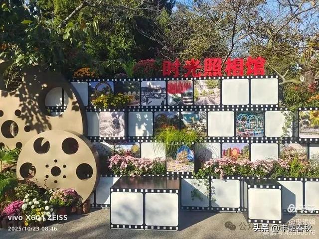 菊绽秋阳里,暗香绕中山|申艳娟