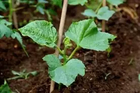 黄瓜种植中的常犯“错误”图片