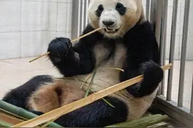 静养100余天后，大熊猫“福宝”今天开始恢复“营业”图片