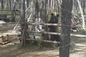 景区发现“熊出没”，警察鸣枪驱离图片