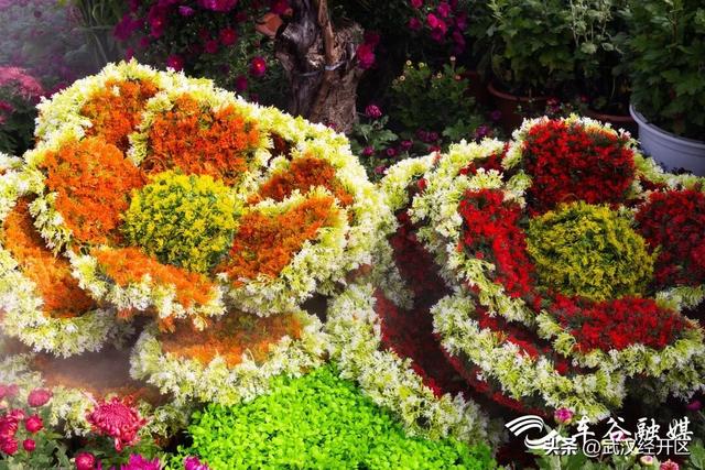 这个秋天，来武汉经开区共赴一场菊花之约