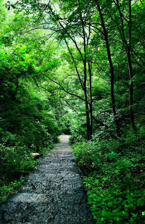 郑州免费童话森林！3公里天然红毯美哭了！