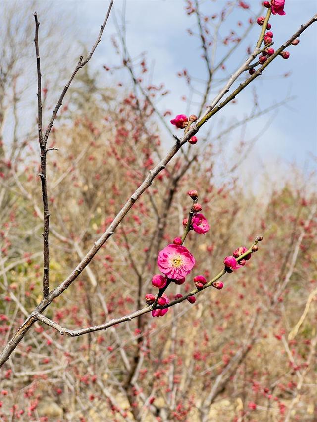泰山梅园春意浓 梅花绽放引客来
