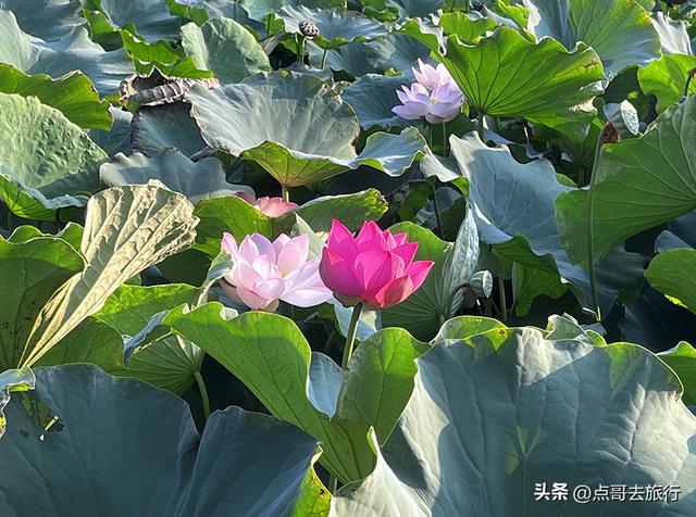 成都第二波荷花开了，环境清凉，比第一波更震撼人心，不要门票！