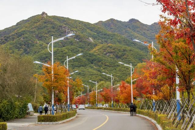 拿好不谢！重庆红叶季最全保姆级攻略，照着拍就对了！