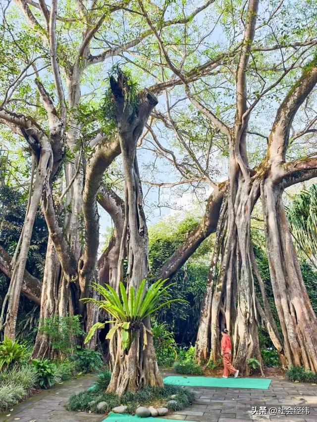 每日一景|百年榕树枝繁叶茂，瑞丽独树自成林海