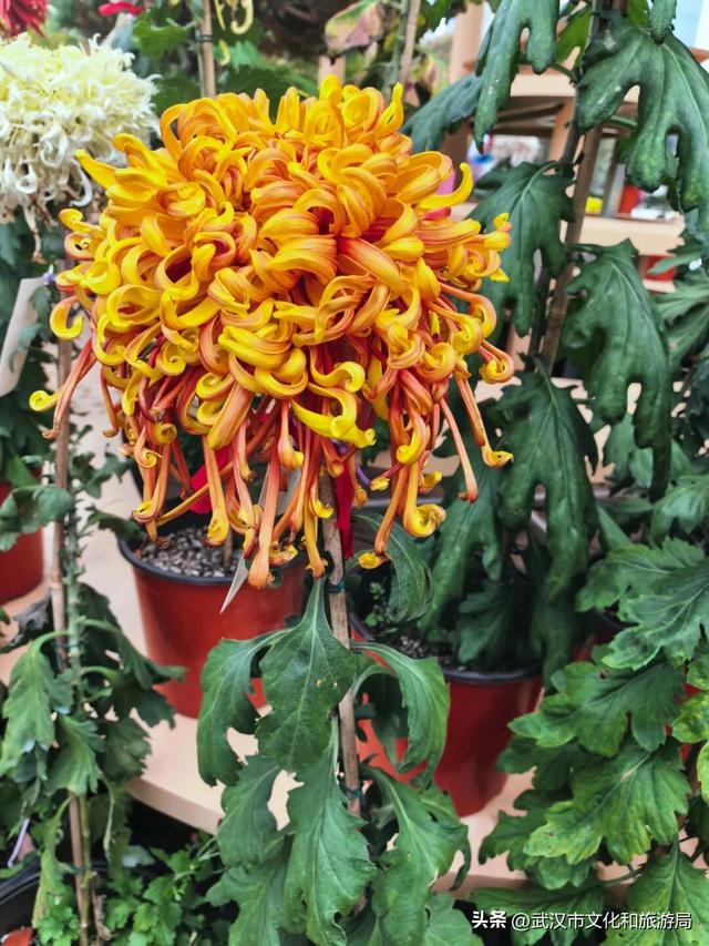 美到华妃都停步！最受欢迎的菊展打卡点就在这里