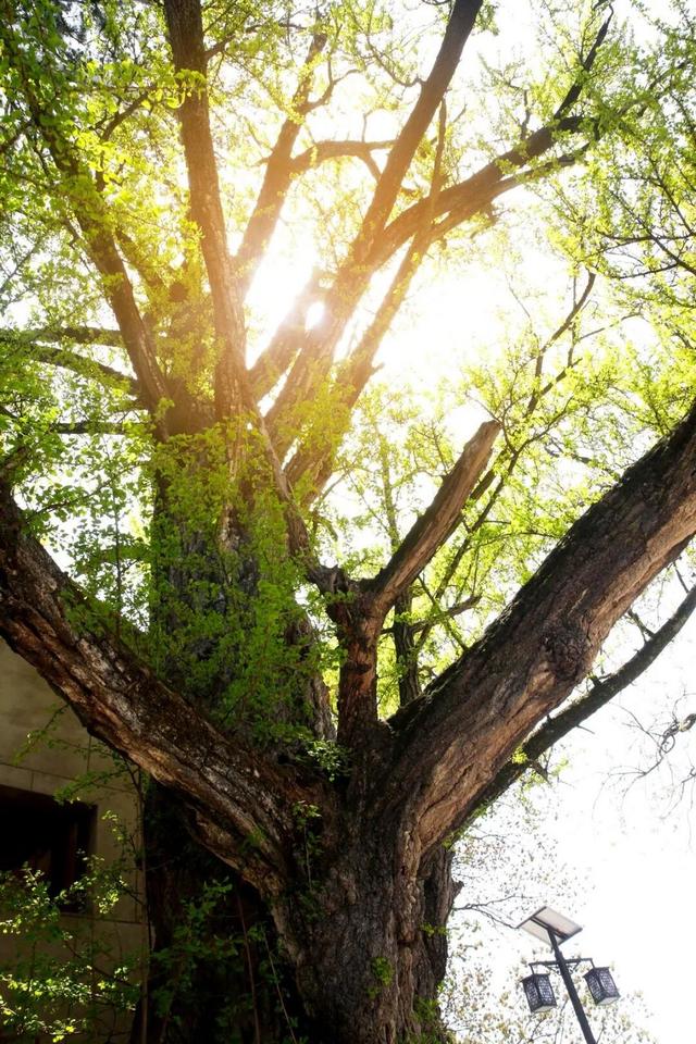 肖娴：马蹄和茶记住的古道