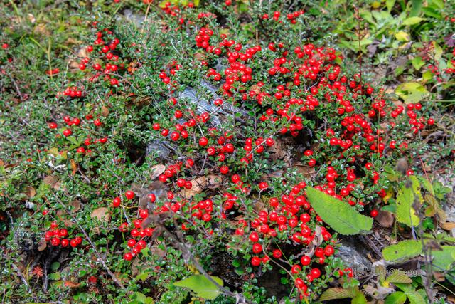 贡嘎大环线：在雪山的凝视下，与艰辛同行之巴王海（原创）