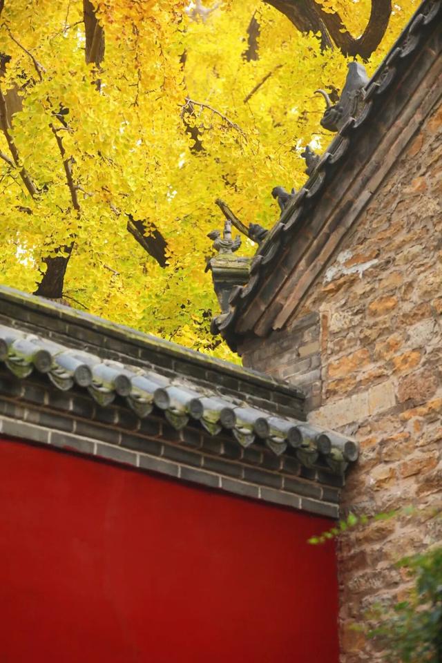 日照这里的千年银杏树，已进入高光时刻~