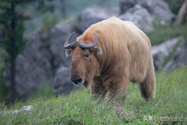 比珠峰还致命？鳌太线死亡率飙升，为啥宁愿违规也要闯？
