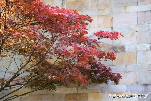 石家庄市城区赏秋最全指南，来啦！